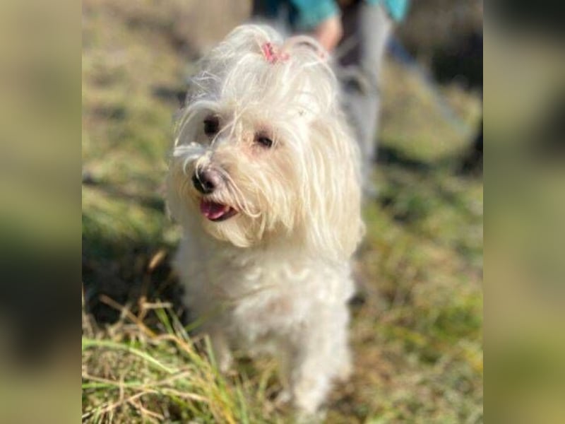 PEGGY 2 kleines Wuschelchen