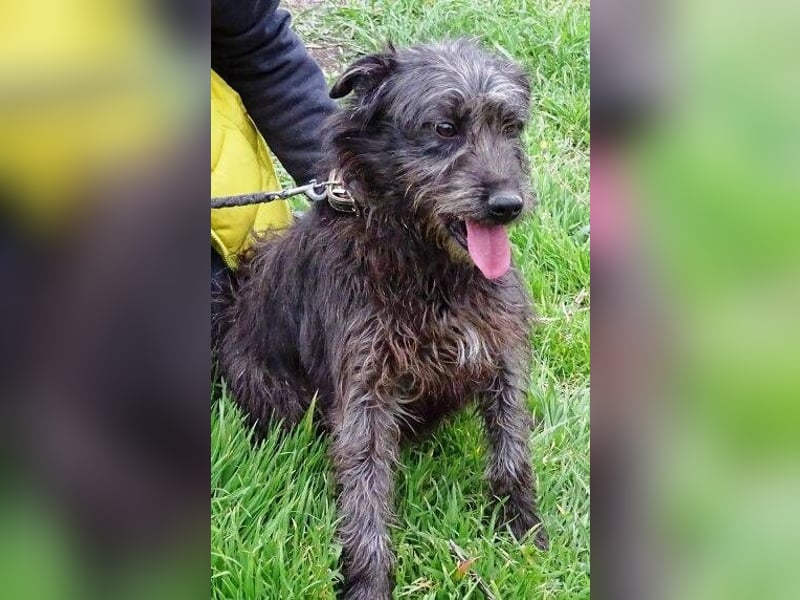 RONNIE fürchtet um sein Leben