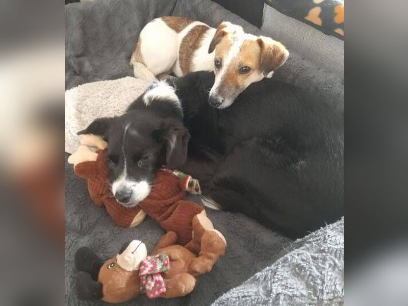 MIRKA liebt streicheln