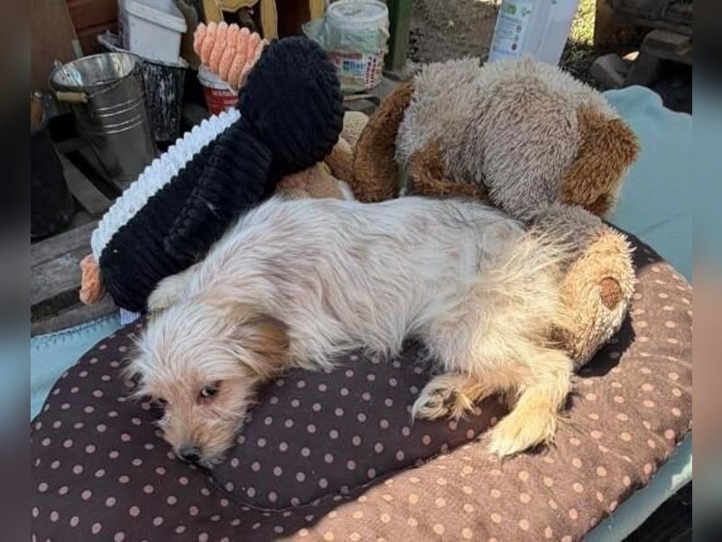 CARLOTTA , kleines Hundemädchen sucht das Glück