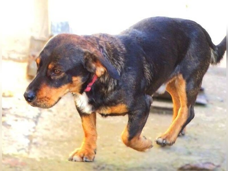 BOOGIE ist so niedlich