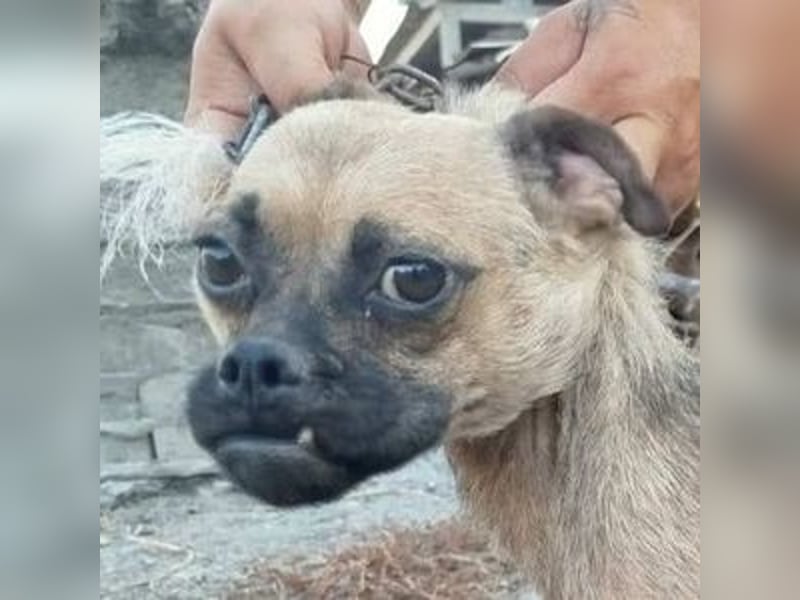 LUNA, das liebe Mädel schwebt in großer Gefahr