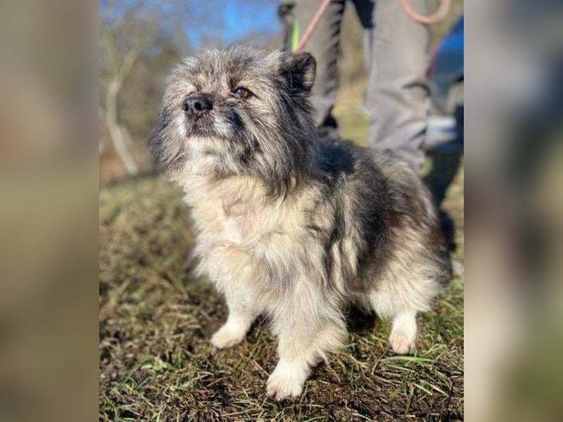 BANDY musste an der Kette leiden