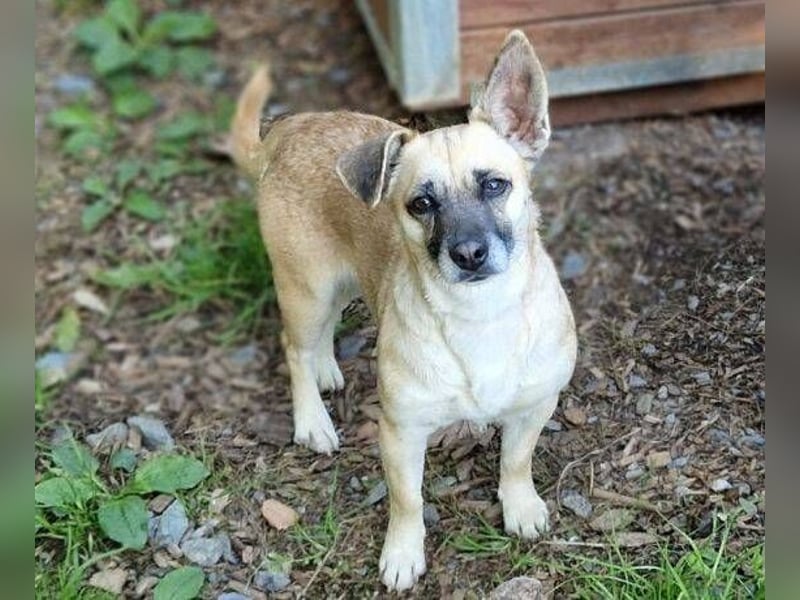 REXINA Mini-Mäuschen REXINA Mini-Mäuschen