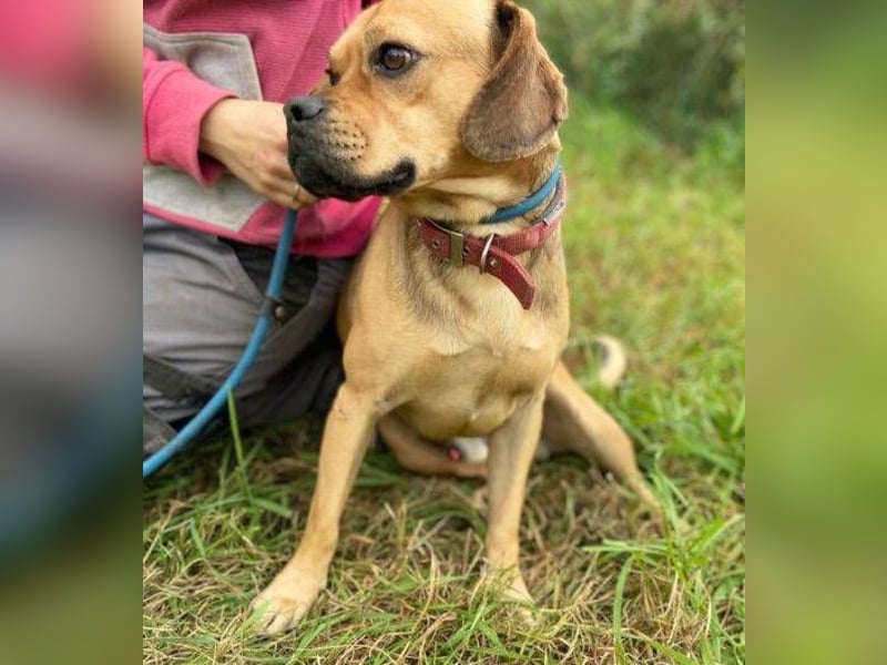 ROCCO irrte hungrig umher ROCCO irrte hungrig umher