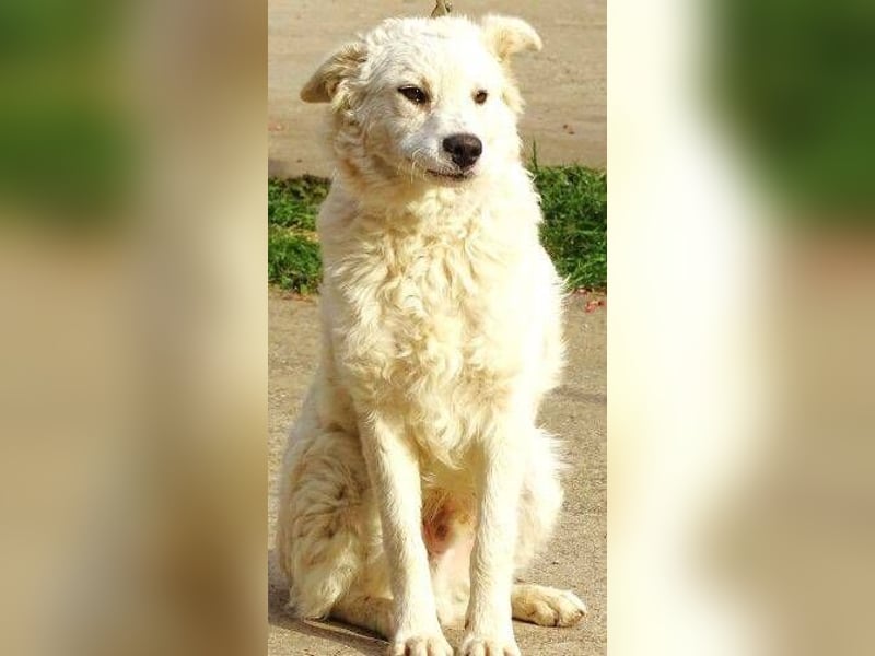 LENNIE -wer rettet ihn?