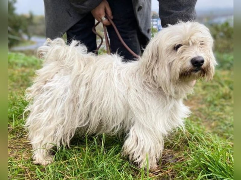 JOEY ist ein süßes Wuschelchen JOEY ist ein süßes Wuschelchen