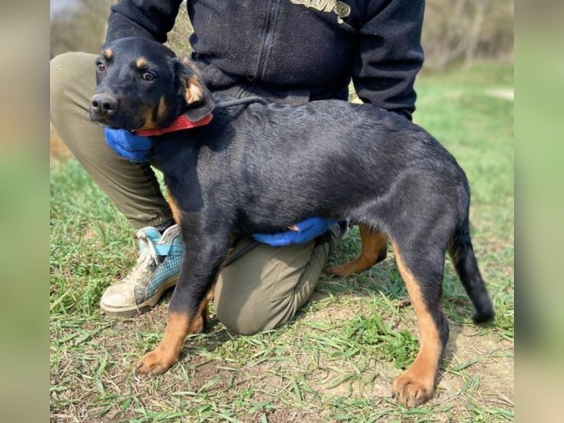 HANK braucht ein Chance