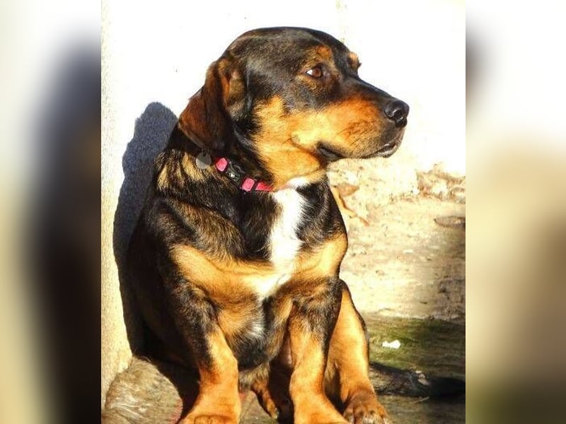 BOOGIE braucht Lebensretter