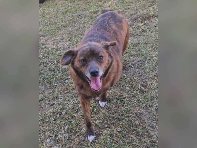 HOLLY ist zuckersüß und lieb