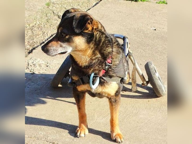 JACKY sucht Menschen mit großem Herzen ❤️