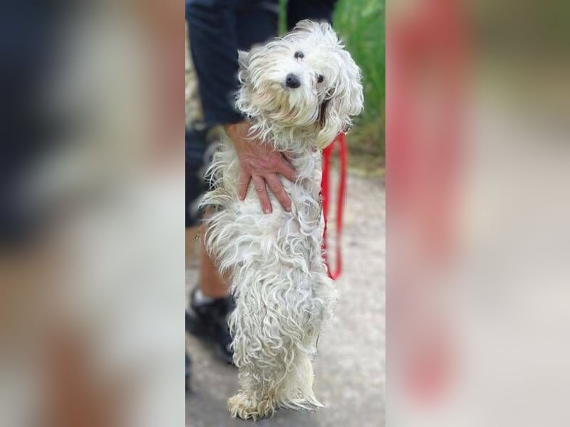 Theo, kleiner Kerl in großer Gefahr