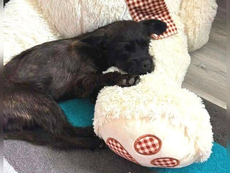 LILI - kleines Hundekind auf der Suche nach dem großen Glück