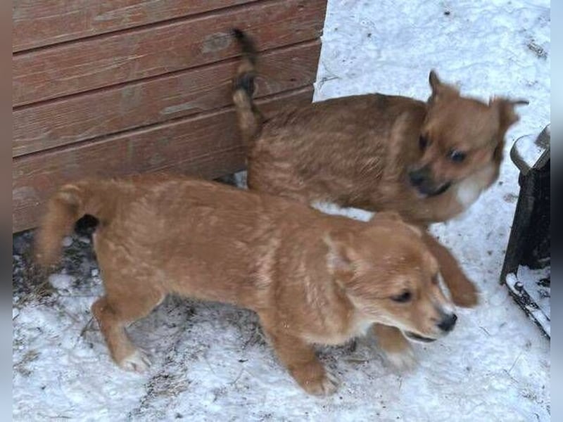 ANTONIA  das Hundekind braucht ein liebevolles Zuhause