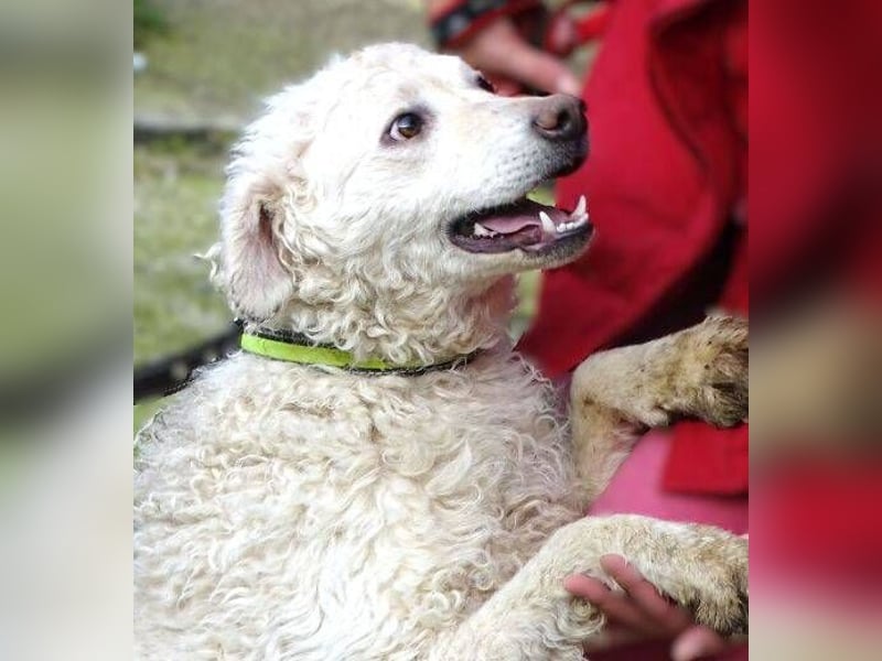 CLIVE  wurde gnadenlos entsorgt