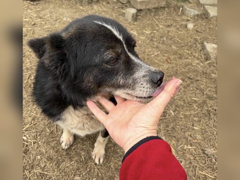 PANDA wünscht sich sehnlichst ein Zuhause