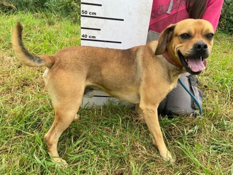 ROCCO irrte hungrig umher ROCCO irrte hungrig umher