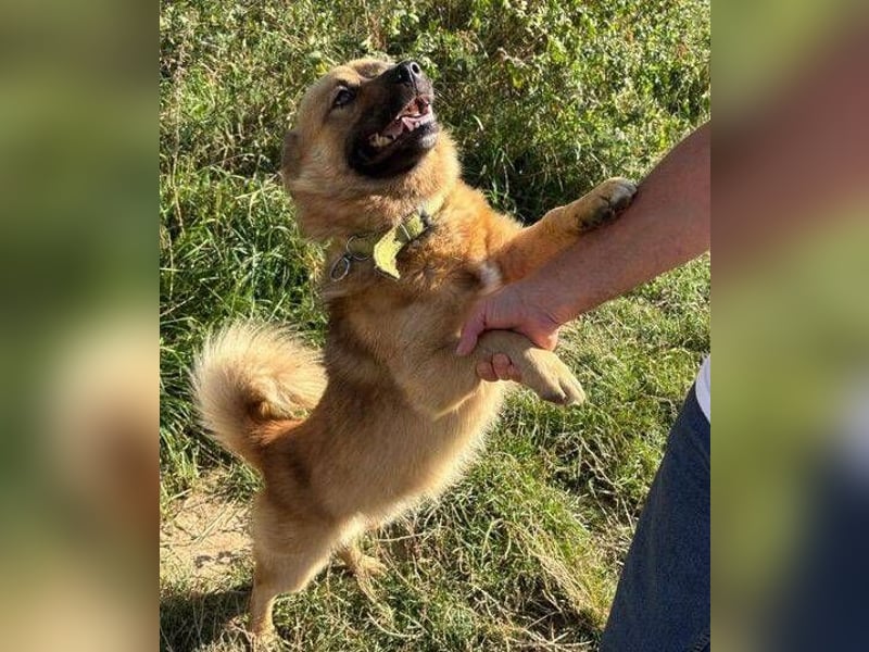 BERTIE kleiner Mann in großer Not