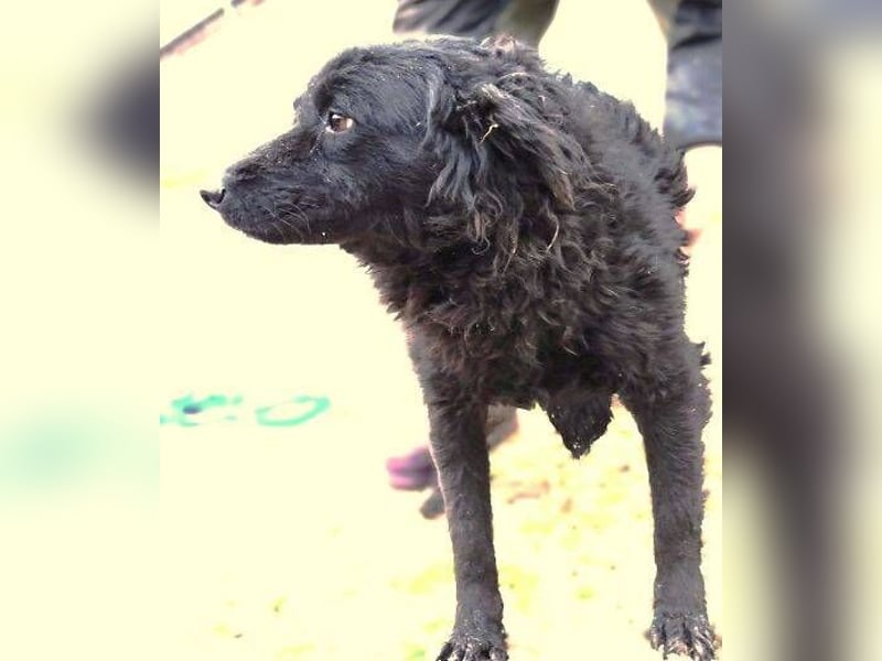 ZARA 2 zittert um ihr Leben