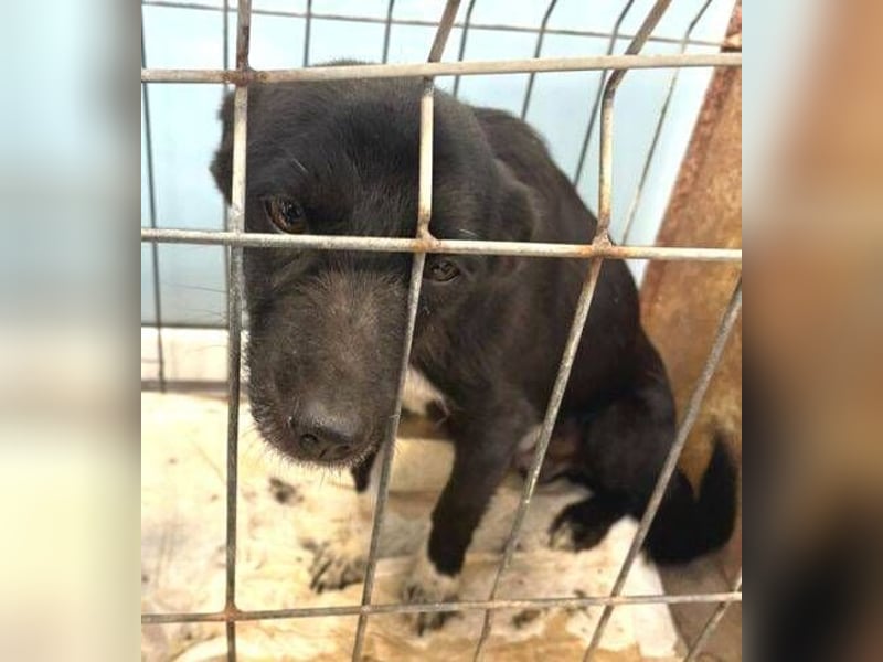 PAMINA bettelt um Hilfe