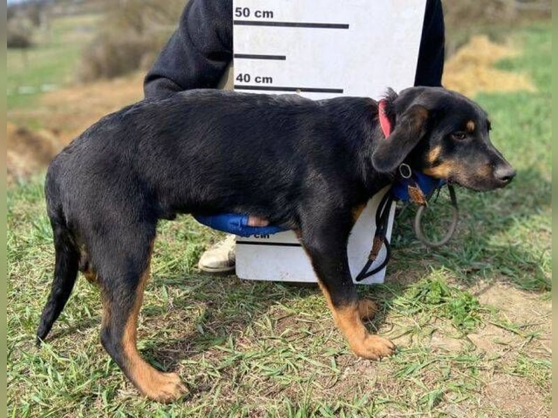 HANK braucht ein Chance