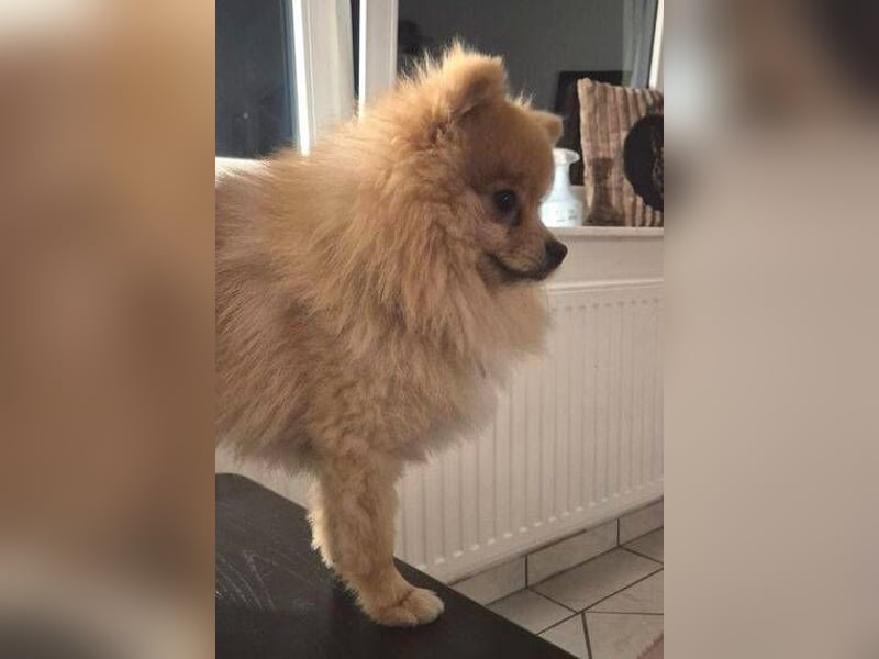 WINNIE Pooh - kleines Flauschbällchen