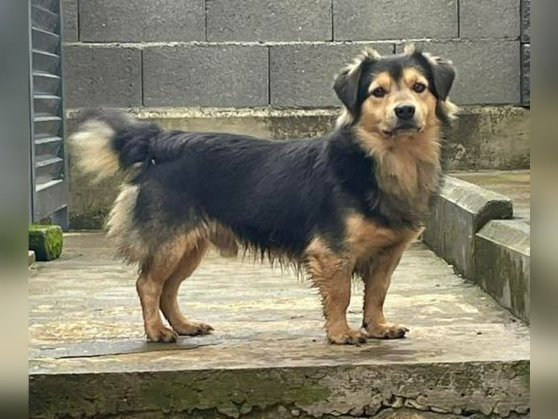 JEREMIAH wurde herzlos ausgesetzt