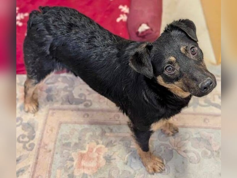 LINO  ist ein ganz besonders lieber Junge