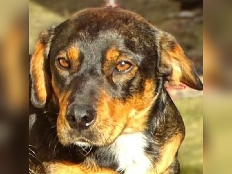 BOOGIE braucht Lebensretter