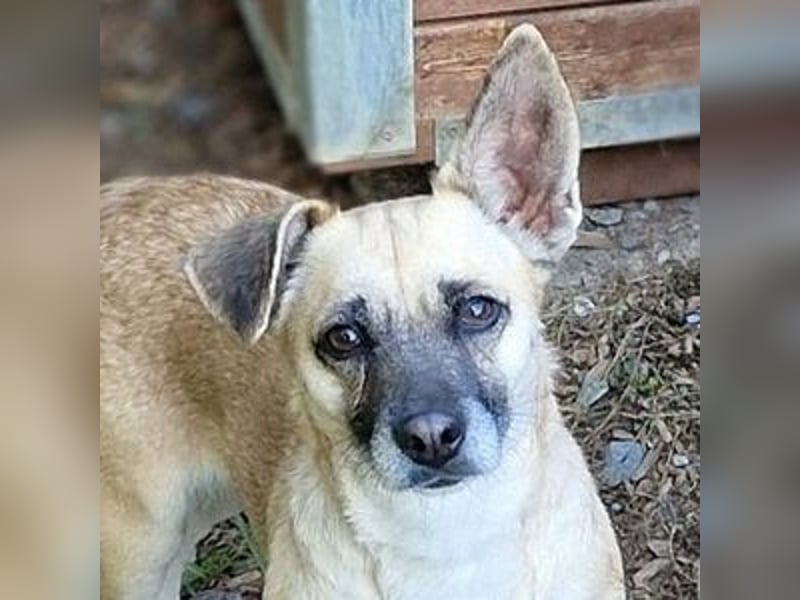 REXINA Mini-Mäuschen REXINA Mini-Mäuschen