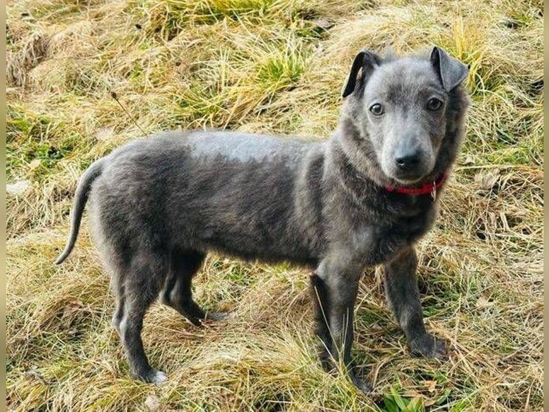 CONNIE ein Hundekind sucht seine Menschen