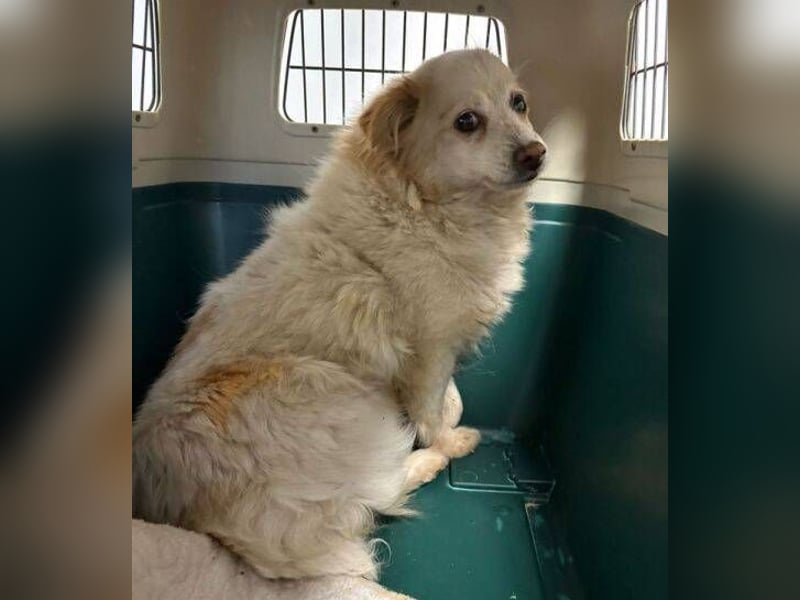 TALVI ist eine süße Hundedame