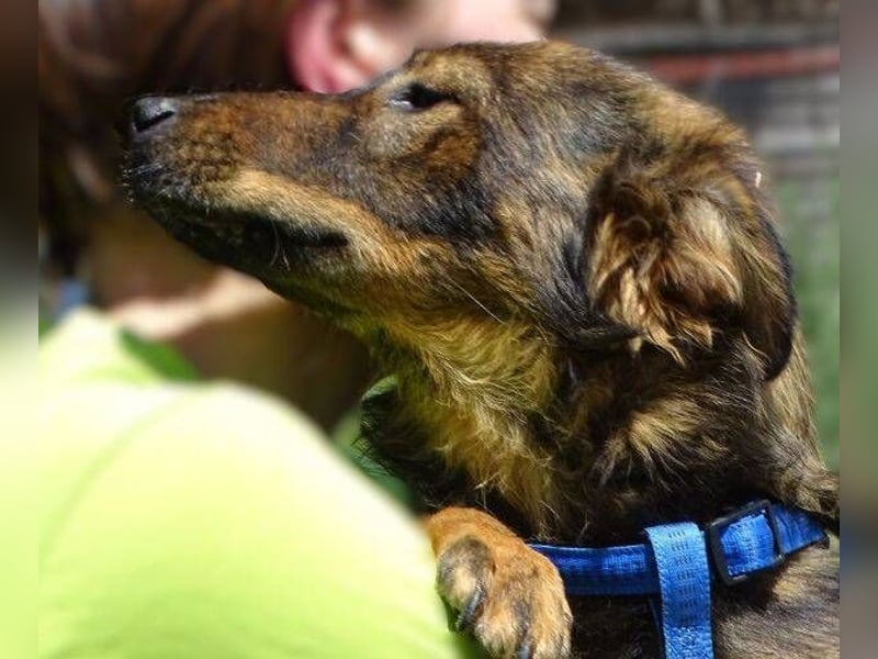 MIMI ist ein niedliches kleines Hundeherzchen