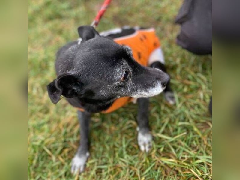 BELA ist eine bezaubernde Hündin