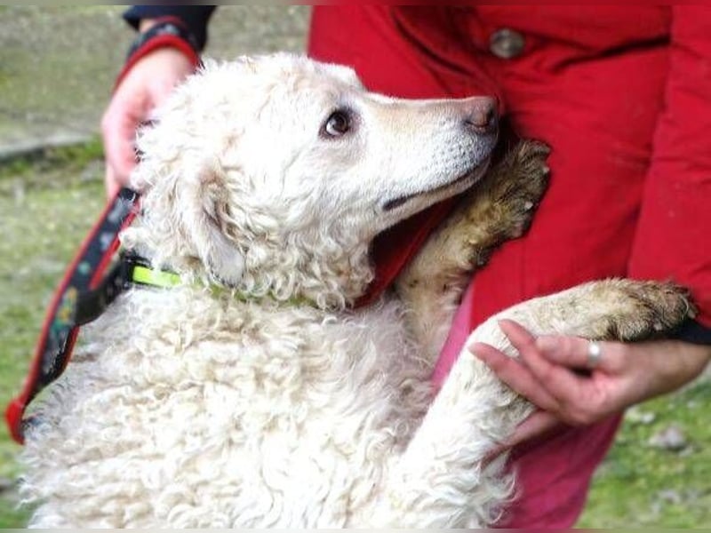 CLIVE  wurde gnadenlos entsorgt