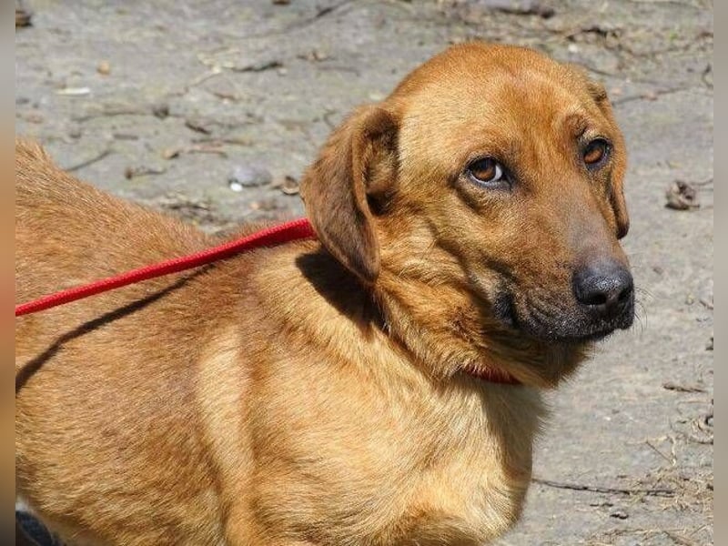 PASHA ist ein kleiner Schatz