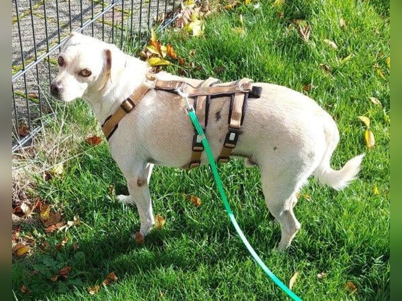 OTTO 3 ist ein freundlicher Hundeschatz