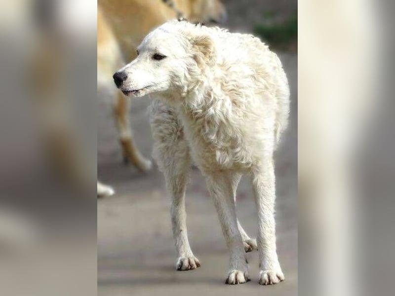 LENNIE -wer rettet ihn?