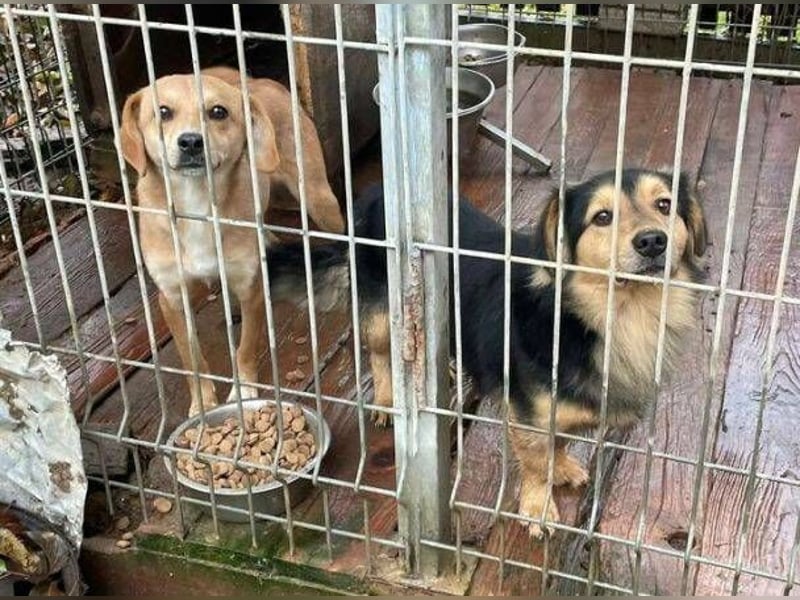 JEREMIAH wurde herzlos ausgesetzt