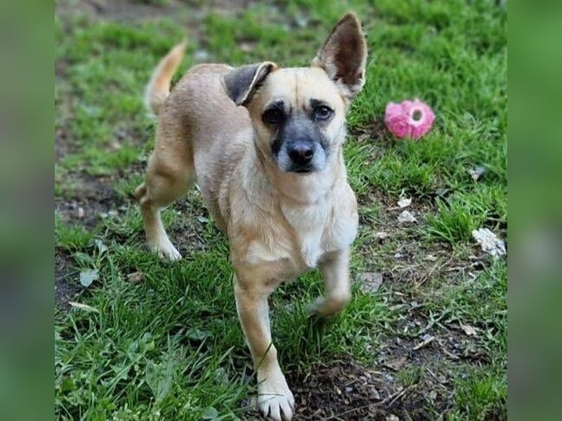 REXINA Mini-Mäuschen REXINA Mini-Mäuschen