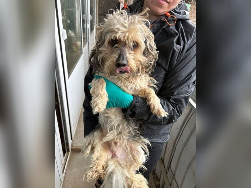 PAULCHEN hat Angst um sein Leben