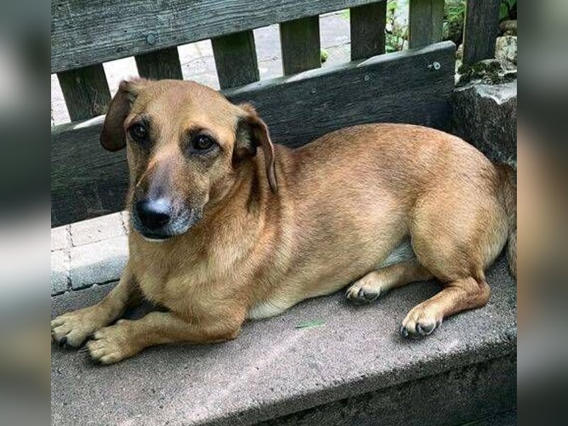 PASHA ist ein kleiner Schatz