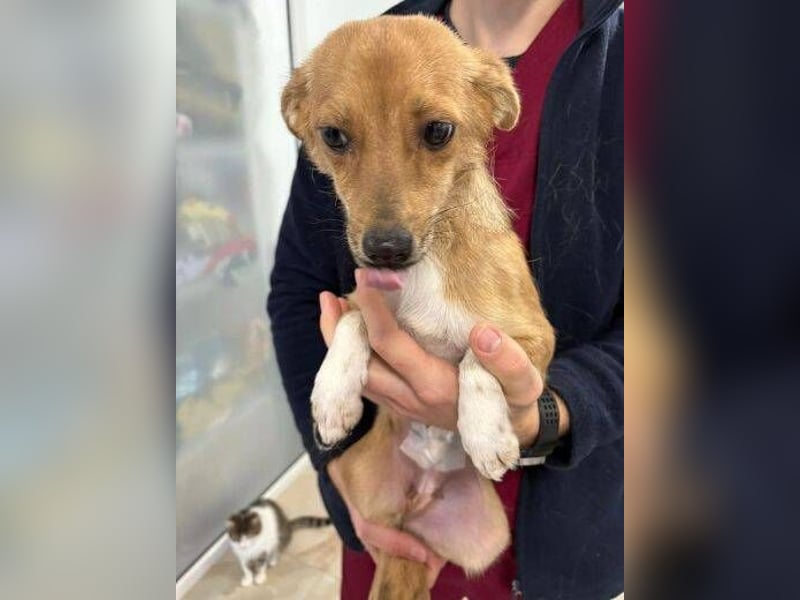 CINDY musste sich ohne Hilfe durchschlagen