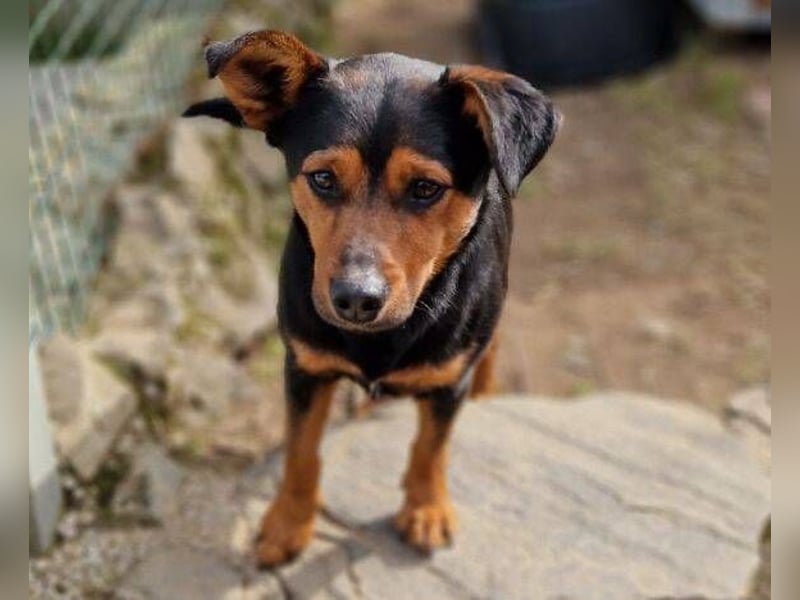 FLOCKY ist der Liebling aller