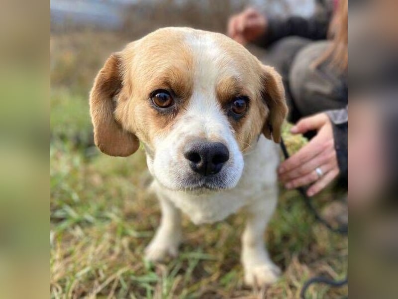 BODRI ist eine ganz sanfte Seele