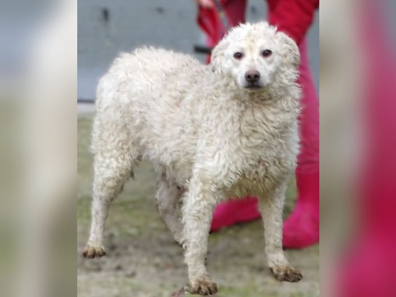 CLIVE  wurde gnadenlos entsorgt