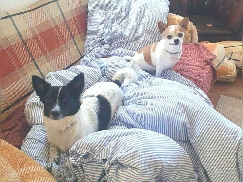 HOSHI hofft auf ein liebevolles Zuhause
