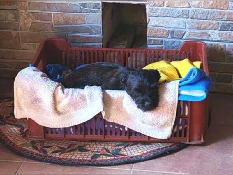LILI - kleines Hundekind auf der Suche nach dem großen Glück