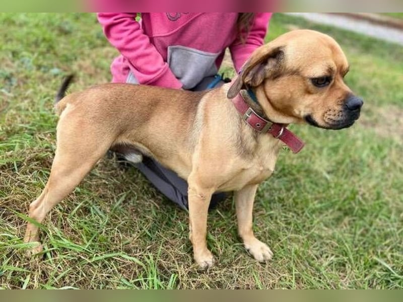 ROCCO irrte hungrig umher ROCCO irrte hungrig umher