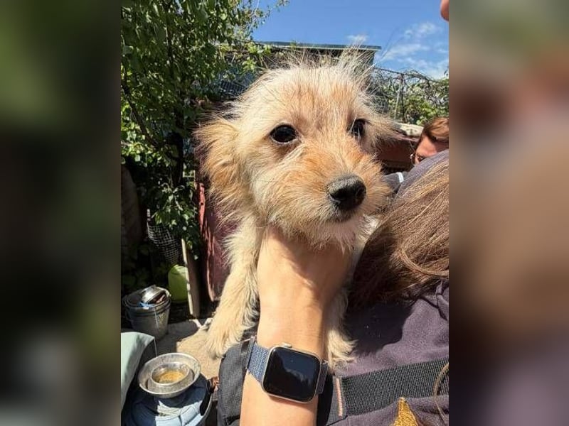 CARLOTTA , kleines Hundemädchen sucht das Glück
